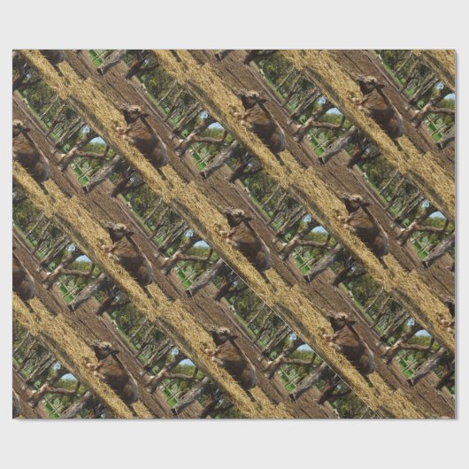 Bruine Koe vanmiddag Siesta Cadeaupapier (Vlak)