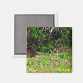 Bruine konijnen in het gras van Florida Magneet (Voorkant / Achterkant)