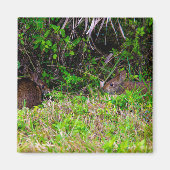 Bruine konijnen in het gras van Florida Magneet (Voorkant)