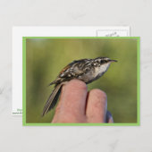 Bruine kreefker briefkaart (Voorkant / Achterkant)