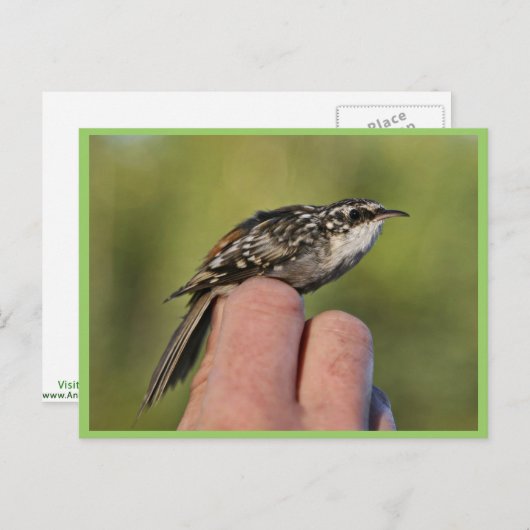 Bruine kreefker briefkaart (Voorkant / Achterkant)