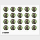 Bruine Labrador Puppy Stickers (Vel)