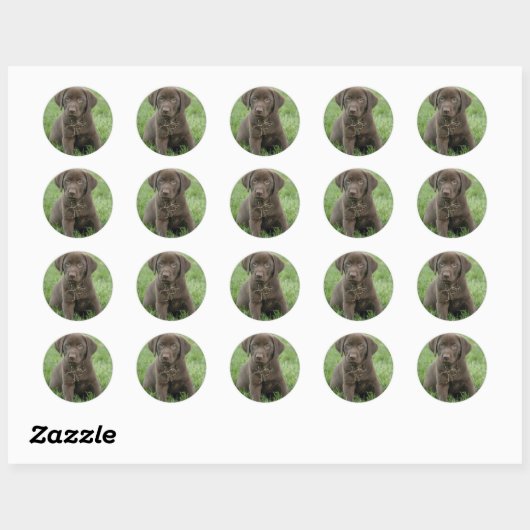 Bruine Labrador Puppy Stickers (Vel)