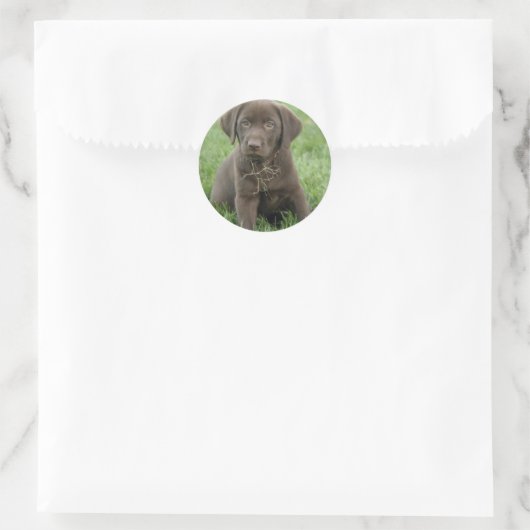 Bruine Labrador Puppy Stickers (Tas)