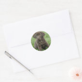 Bruine Labrador Puppy Stickers (Envelop)
