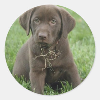 Bruine Labrador Puppy Stickers