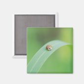 Bruine ladybug magneet (Voorkant / Achterkant)