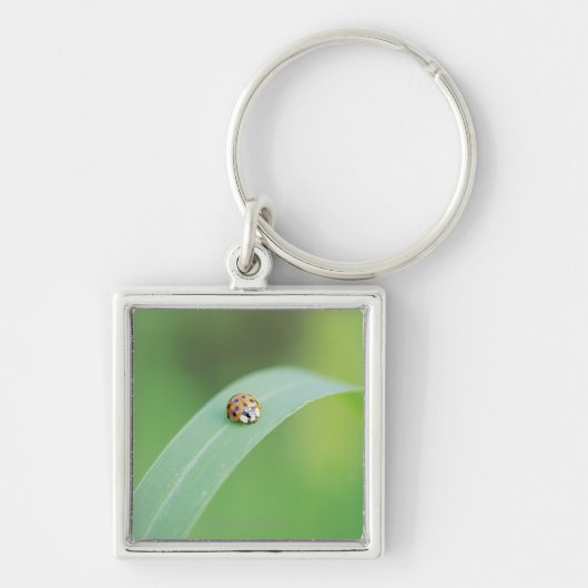 Bruine ladybug sleutelhanger (Voorkant)