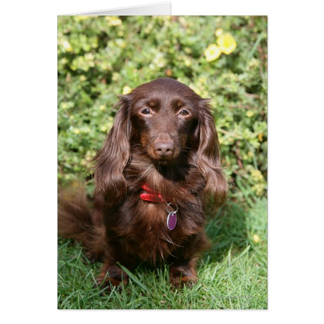 Bruine, langharige miniatuur Dachshund (Voorkant)