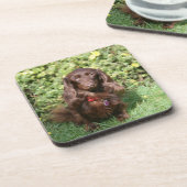Bruine, langharige miniatuur Dachshund Bier Onderzetter (Linkerzijde)