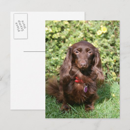 Bruine, langharige miniatuur Dachshund Briefkaart (Voorkant / Achterkant)