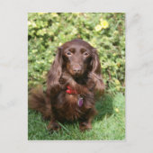 Bruine, langharige miniatuur Dachshund Briefkaart (Voorkant)