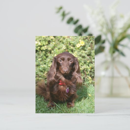 Bruine, langharige miniatuur Dachshund Briefkaart (Staand voorkant)