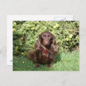 Bruine, langharige miniatuur Dachshund Briefkaart (Voorkant / Achterkant)