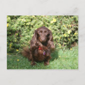 Bruine, langharige miniatuur Dachshund Briefkaart (Voorkant)
