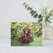 Bruine, langharige miniatuur Dachshund Briefkaart (Staand voorkant)