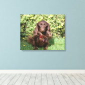 Bruine, langharige miniatuur Dachshund Canvas Afdruk (Insitu (Houten vloer))