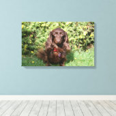 Bruine, langharige miniatuur Dachshund Canvas Afdruk (Insitu (Houten vloer))