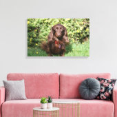 Bruine, langharige miniatuur Dachshund Canvas Afdruk (Insitu (Woonkamer))