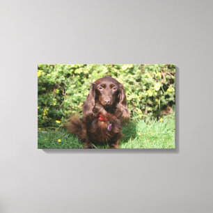 Bruine, langharige miniatuur Dachshund Canvas Afdruk
