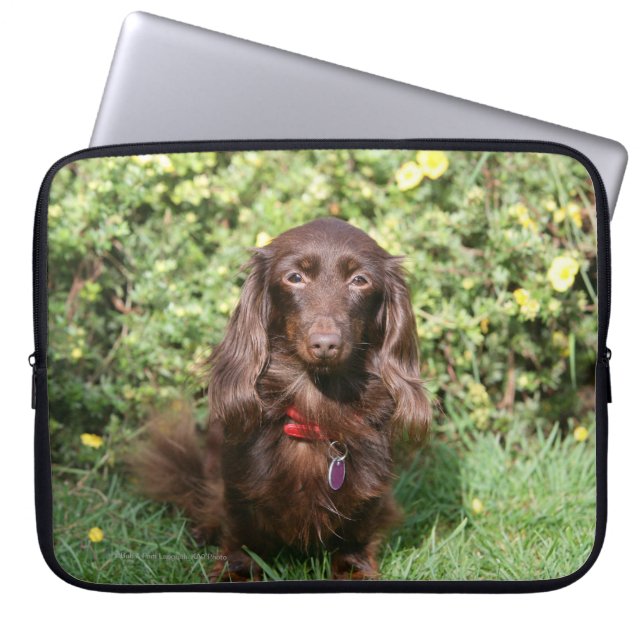 Bruine, langharige miniatuur Dachshund Laptop Sleeve (Voorkant)