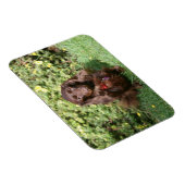 Bruine, langharige miniatuur Dachshund Magneet (Rechterzijde)