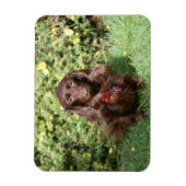 Bruine, langharige miniatuur Dachshund Magneet (Verticaal)