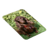 Bruine, langharige miniatuur Dachshund Magneet (Rechterzijde)