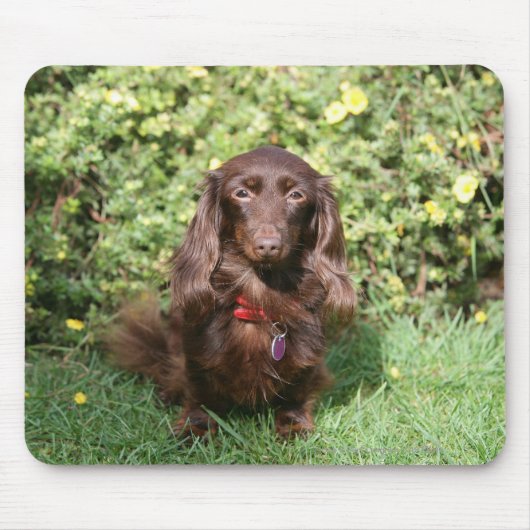 Bruine, langharige miniatuur Dachshund Muismat (Voorkant)