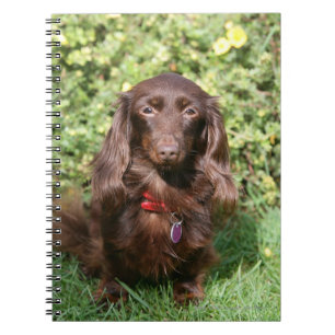 Bruine, langharige miniatuur Dachshund Notitieboek