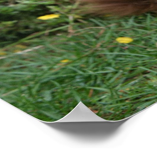 Bruine, langharige miniatuur Dachshund Poster (Hoek)