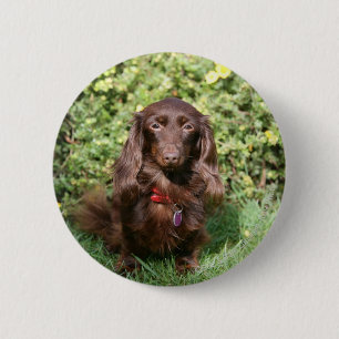 Bruine, langharige miniatuur Dachshund Ronde Button 5,7 Cm
