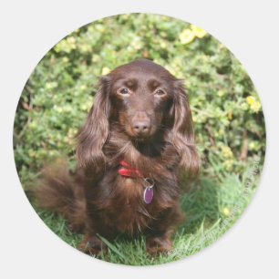 Bruine, langharige miniatuur Dachshund Ronde Sticker