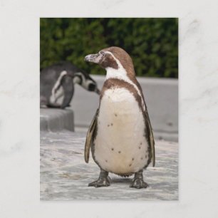 Bruine Magelhaes Pinguïn Ansichtkaart Briefkaart
