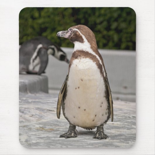 Bruine Magelhaes Pinguïn Muismat (Voorkant)