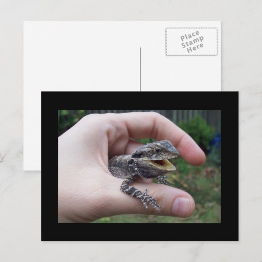 Bruine marlijn briefkaart (Voorkant / Achterkant)