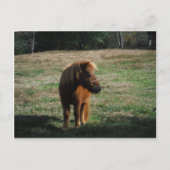 bruine minipaarden briefkaart (Voorkant)