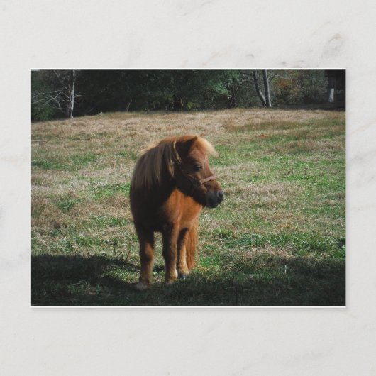 bruine minipaarden briefkaart (Voorkant)