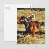 Bruine minipaarden die rijden briefkaart (Voorkant / Achterkant)