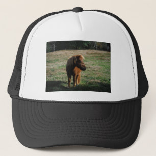 bruine minipaarden trucker pet