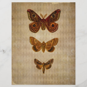 bruine Moths-scrapbook