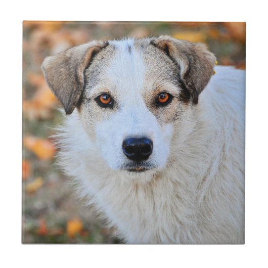 Bruine ooghond tegeltje (Voorkant)