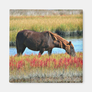 Bruine paard dat graast op een waterweide magneet
