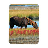 Bruine paard dat graast op een waterweide magneet (Verticaal)