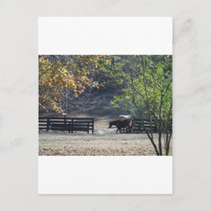 Bruine paard loopt door hek briefkaart