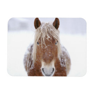 Bruine paard staand in besneeuwd veld Close-up. Magneet