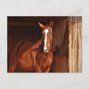 Bruine Paard Witte Bles in Schuur Briefkaart
