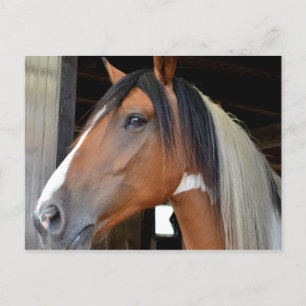 Bruine Paard Witte Bles Zwarte Witte Manen Briefkaart