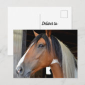 Bruine Paard Witte Bles Zwarte Witte Manen Briefkaart (Voorkant / Achterkant)