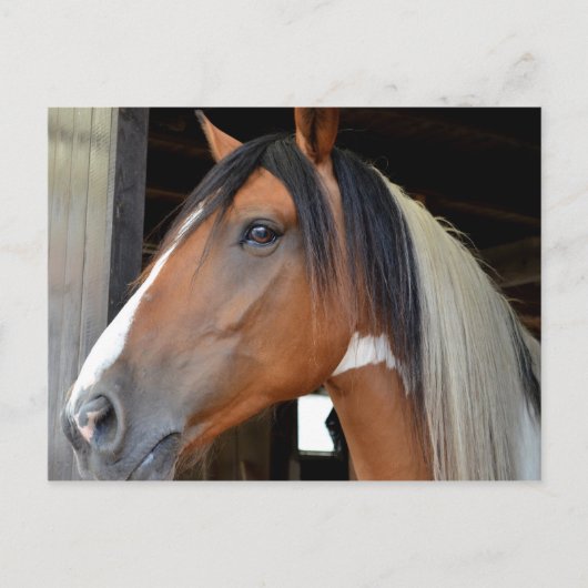 Bruine Paard Witte Bles Zwarte Witte Manen Briefkaart (Voorkant)